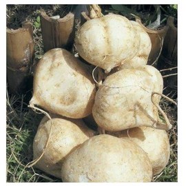 Jicama Root Seeds - 20 Large Seeds Thai Jicama. Jicama Plants Produce Several Bulbs Like Large Potatoes…