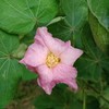 Outsidepride Cotton Levant - 200 Seeds