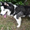 Arnés para Perro Ajustable con Correa de 1.5m Incluida, Negro,