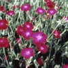 Outsidepride Lychnis Coronaria - 5000 Seeds