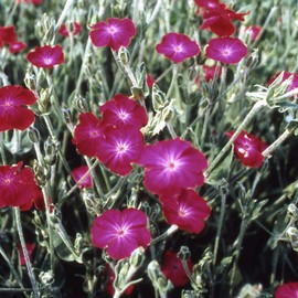 Outsidepride Lychnis Coronaria - 5000 Seeds