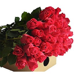 Blooms2Door PRIME NEXT DAY DELIVERY - Fall Collection - 25 Hot Pink Roses (Farm-Fresh - 50cm).Gift for Birthday, Sympathy, Anniversary, Get Well, Thank You, Valentine, Mother’s Day Fresh Flowers