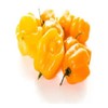25 Semillas De Chile Habanero Amarillo Cultivo Huerto