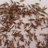 400 Lemongrass Indian West Seeds by Mai's Family