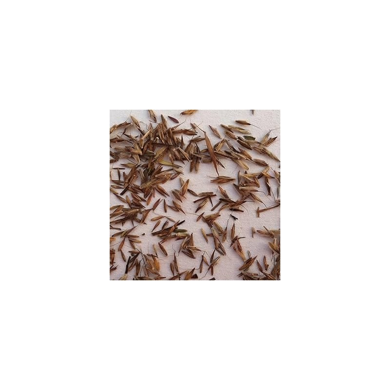 400 Lemongrass Indian West Seeds by Mai's Family