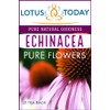 Echinacea, Pure Echinacea flower Herbal Tea 21 Tea bags