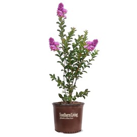 American Plant Exchange Miss Sandra Crape Myrtle Tree Live, 3-Gallon Pot, 1-2ft Tall, Vibrant Purple Flowers, Drought-Tolerant, Large Outdoor Landscape Accent, Year-Round Beauty