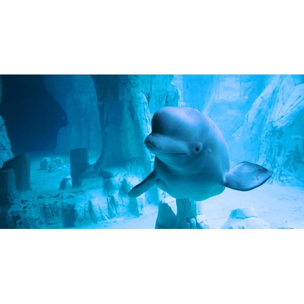 Beluga Whale License Plate Customize with Name/Aluminum