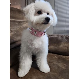 Haoyueer - Collar de perro con diamantes de imitación, bonito collar de piel sintética con diamantes de imitación, tamaño pequeño, mediano y grande (M, rosa intenso)