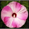 Hibiscus Mix 100+ Seeds Flowers Planting for Outdoor Indoor