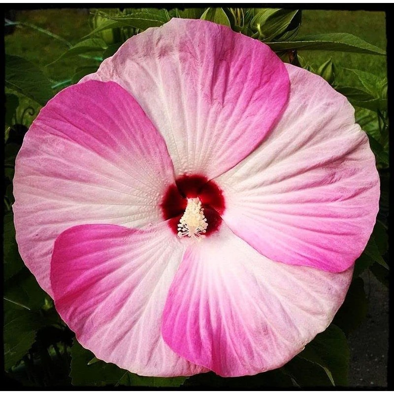 Hibiscus Mix 100+ Seeds Flowers Planting for Outdoor Indoor