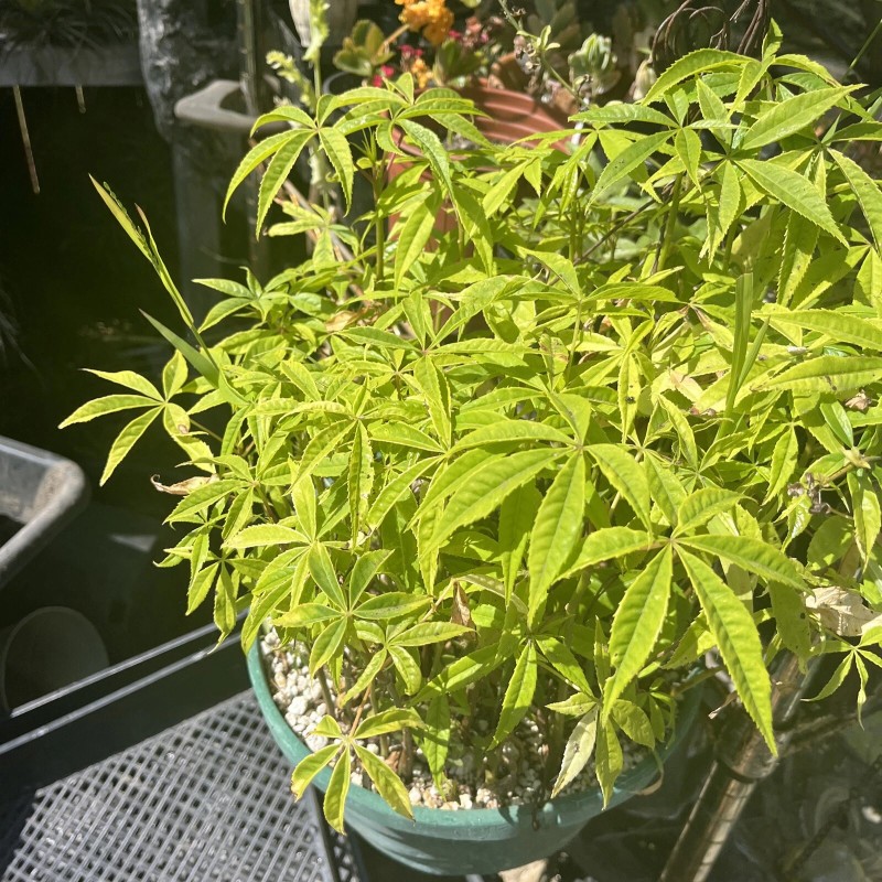 Tree Silk Floss Tree bottle kapok Cactus Ant Thorn Bonsai