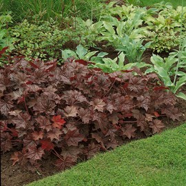 Outsidepride Coral Bells Palace Purple Heuchera Seeds - 2000 Pcs Perennial Flower Seeds for Planting with Bell-Shaped Blooms & Colorful Foliage for Borders, Containers, Ground Covers, & Rock Gardens