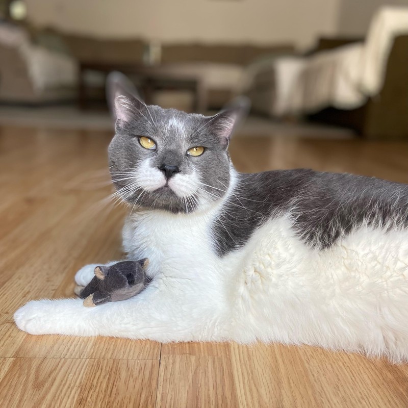 SPOT Flat Mouse Frankie with Catnip - Cat Toy, Fuzzy