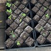 ZEONHAK 80 PCS 4 Inch Square Nursery pots, Plastic Seedling