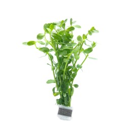 SubstrateSource Live Aquarium Stem Plants - Freshwater Aquatic Plant for Fish Tanks, Aquascaping - (Bacopa Monnieri Moneywort, 1 Bunch)