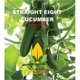 Cucumber Seeds, 100+ Straight Eight, Heirloom, Non GMO Seeds, Cucumis sativus