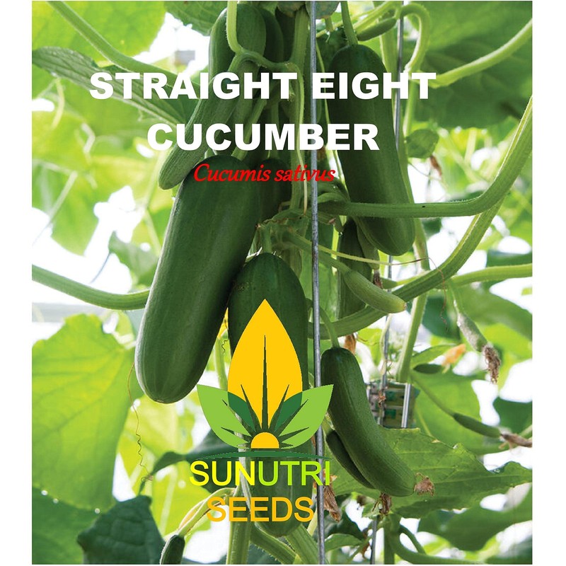 Cucumber Seeds, 100+ Straight Eight, Heirloom, Non GMO Seeds, Cucumis
