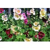 KIRA SEEDS - Seeds Hollyhock Spring Mix - Perennial Flowers