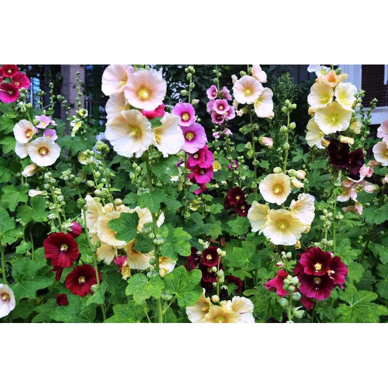 KIRA SEEDS - Seeds Hollyhock Spring Mix - Perennial Flowers