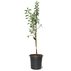 American Plant Exchange Bruce Plum Trees, 5 Gallon Pot, 3-4ft Tall, Live Fruiting Tree, Large Outdoor Landscape Plant, Fresh Plums for Canning or Desserts