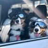 NAMSAN Dog Goggles Medium to Large Breed, Anti-UV Sunglasses for