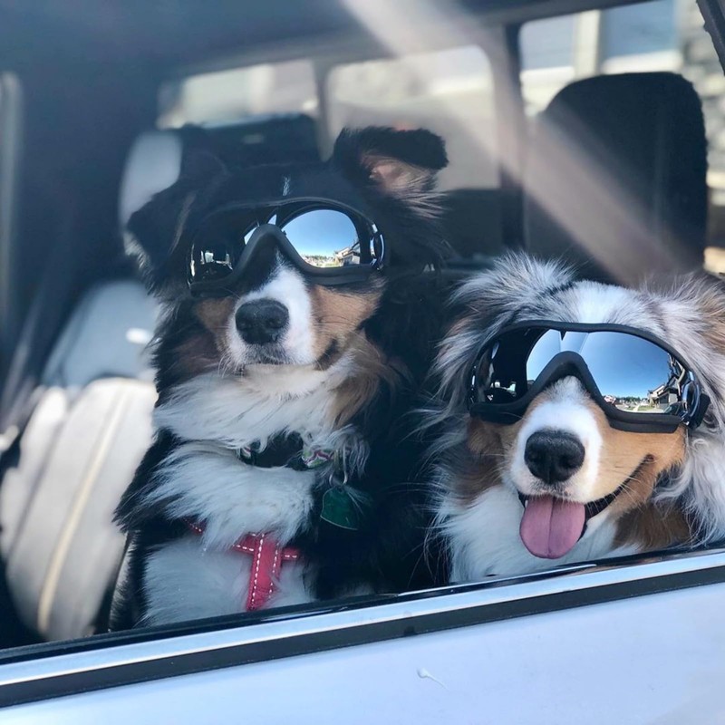 NAMSAN Dog Goggles Medium to Large Breed, Anti-UV Sunglasses for