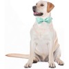 Unique style paws Summer Dog Collar with Bow Tie, Green,