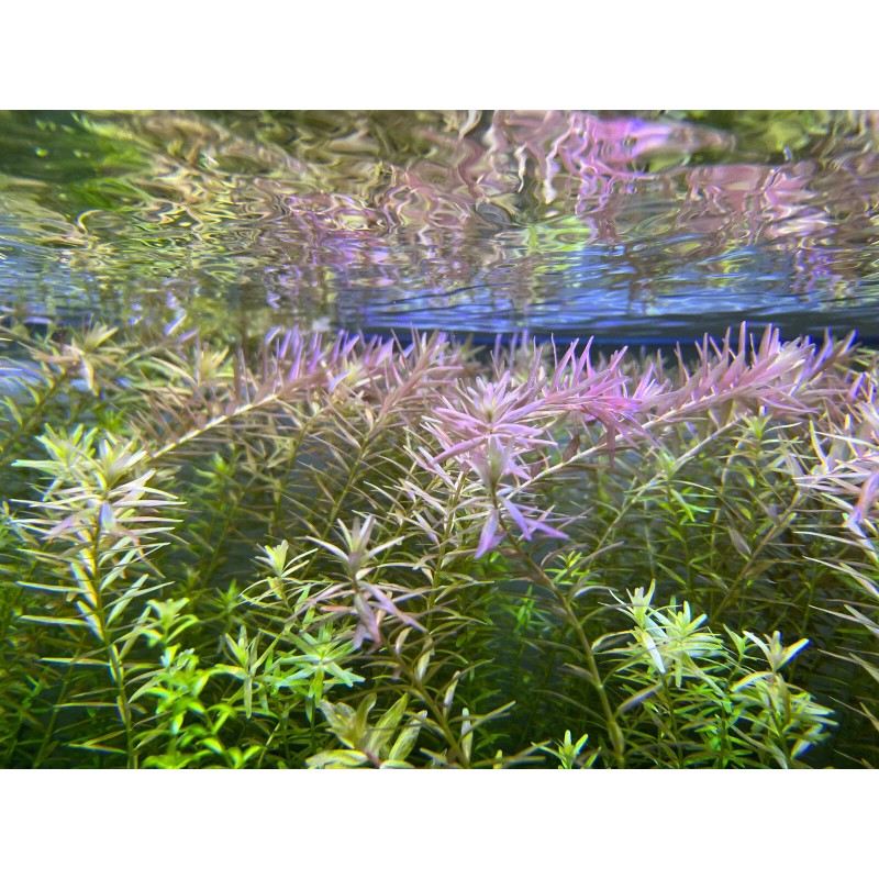 45 STEMS Rotala Rotundifolia Tropical Freshwater Aquarium Live Plants