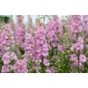 Light Pink Larkspur Rocket Flower Seeds for Planting, 250+ Seeds