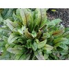 Red Bloody Sorrel Seeds (Rumex acetosa) Giant Vegetable for Planting