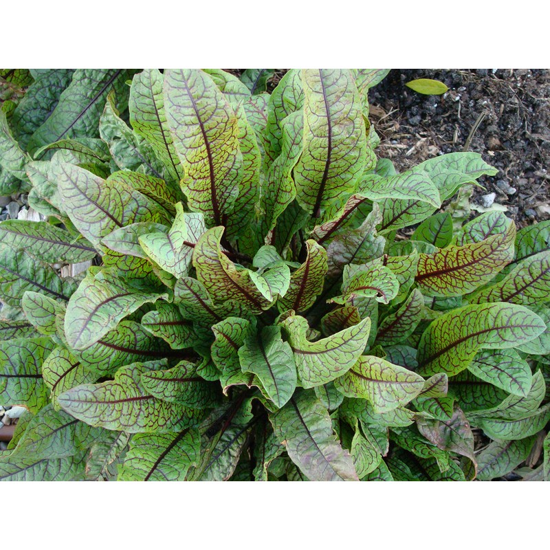 Red Bloody Sorrel Seeds (Rumex acetosa) Giant Vegetable for Planting