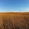 Outsidepride Tall Native Grass Seed Mix of Bluestems, Switchgrass, &