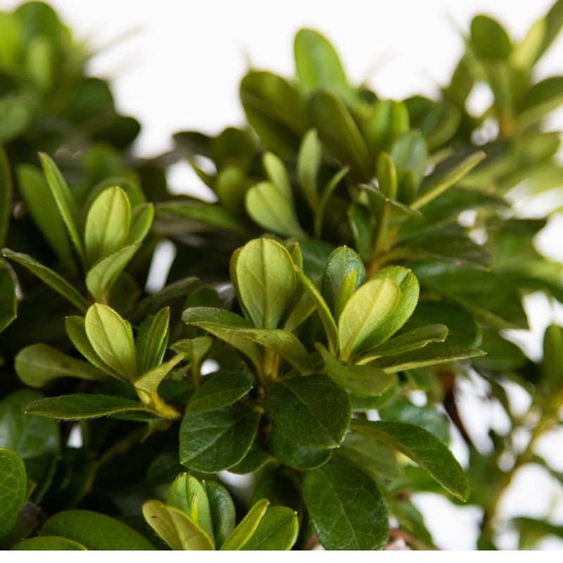 Encore Azalea Autumn Starburst (1 Gallon) Multi-Color Flowering Shrub -