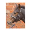 Hy Leather Foal Head Collar(Brown, X-Large)