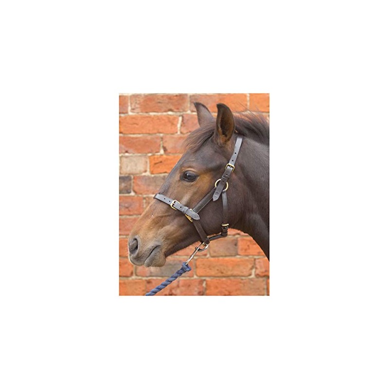 Hy Leather Foal Head Collar(Brown, X-Large)