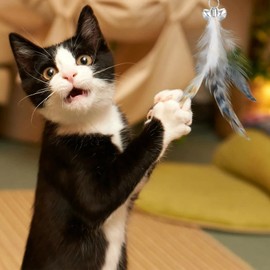 MWOOT 6pcs Cat Feather Toys with Bells, Feather Toys Spinning Attachment for Indoor Cats and Kitten Catcher, Replacement Feather Refills with Bells, Feather Cat Toys for Playing Catcher and Exercising