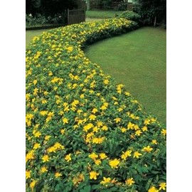 10 Creeping St Johns Wort/Aaron's Beard/Hypericum Calyinum in 4 Inch Pots