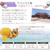 SMILEAGING Okinawa Spring Turmeric Yuka Purple Turmeric Autumn Turmeric (Okinawa