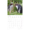 Alpha Edition - Penguins 2025 Brochure Calendar, 30 x 30