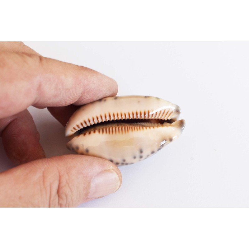 6 Beautiful Arabian Cowrie Shells (Cypraea Arabica) About 2" Beach