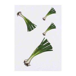 Azeeda 4 x 'Frühlingszwiebeln' Temporäre Tattoos - Wasserfest, Hautfreundlich & Ungiftig · Transfers in Verschiedenen Größen (TO00056948)