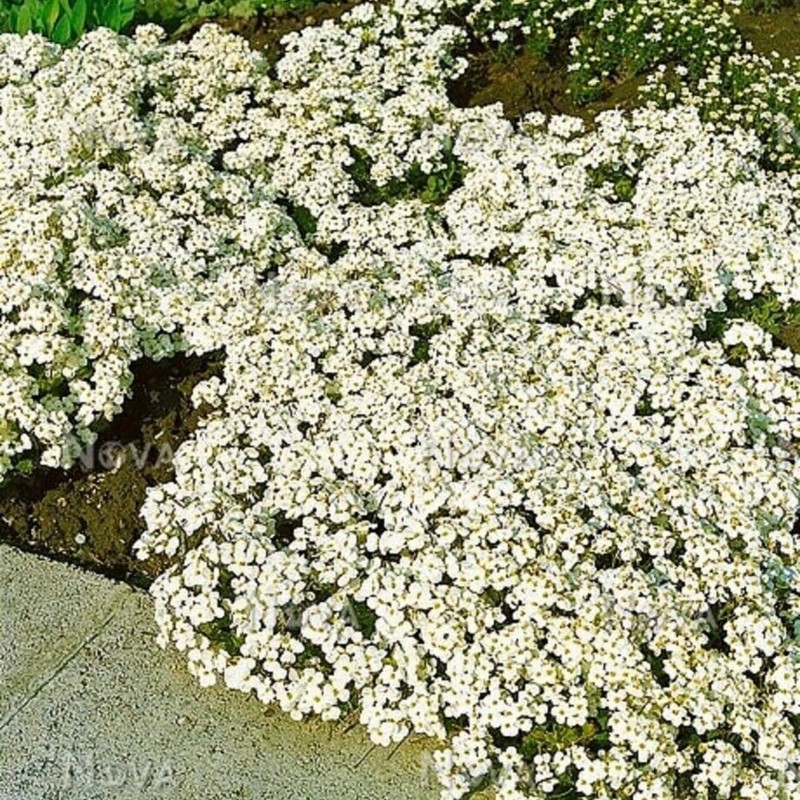 21000+ Mixed Creeping Thyme Seeds - Thymus serpyllum, Fast-Growing Drought-Tolerant