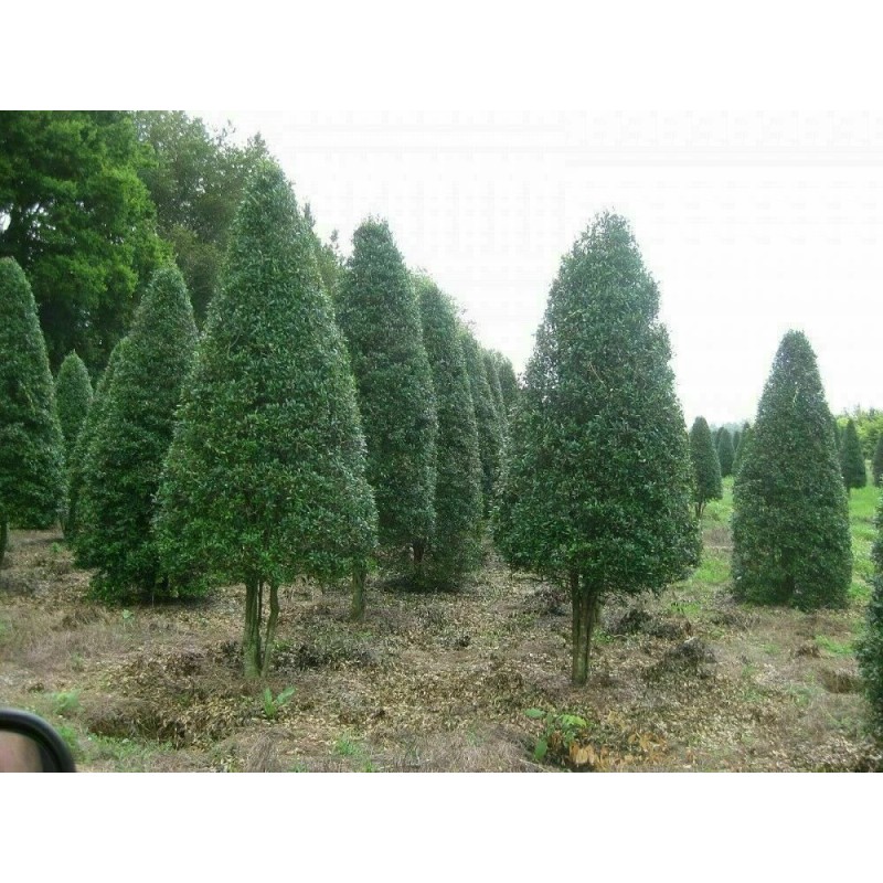 Tree 2 Foster Holly Trees/Shrubs - Live Plants - 6-12"