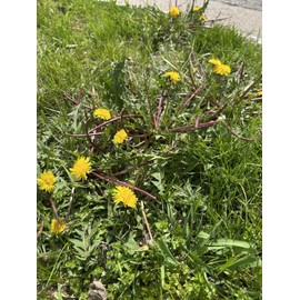 100 Dandelion Seeds (Taraxacum officinale) Organic, USA grown Harvested 05/ 2025