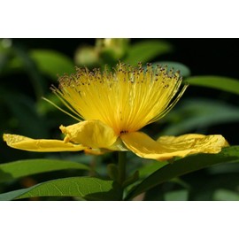 NIKA SEEDS - Herb St John's Wort Medicinal - 1500 Seeds