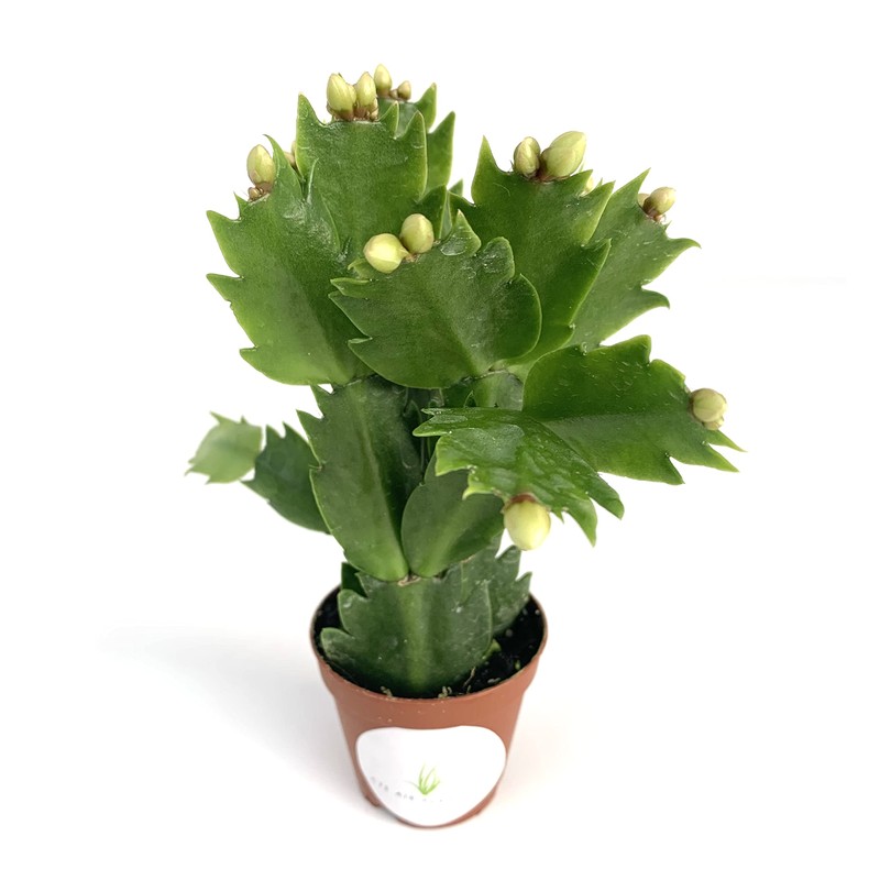 White Flower Christmas Cactus Schlumbergera