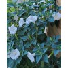 Home Grown 170÷180 Seeds. Datura Stramonium, Jimson Weed, Thorn Apple