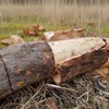 국산 유근피 느릅나무 뿌리 껍질차 코나무 Korean Ulmus Hookeriana Bark