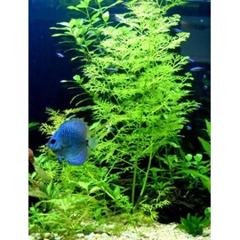 BUY 2 GET 1 FREE Water Sprite (Water Fern, Indian Fern)-Easy Live Aquarium Pond Aquatic Plant